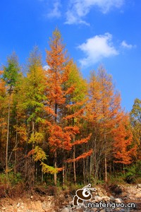 斯图加特球队展现出强大实力，已备战又一战