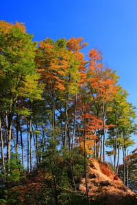 瑞典队在场上表现强大